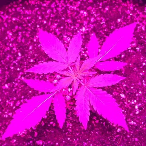 MJ 1702 growlog timeline photo