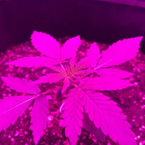 MJ 1702 growlog timeline photo
