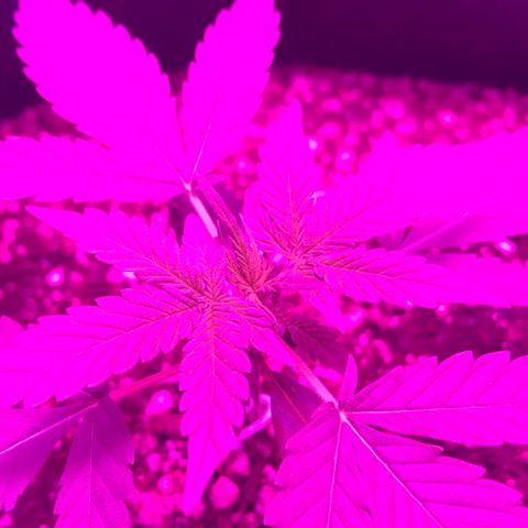 MJ 1702 growlog timeline photo