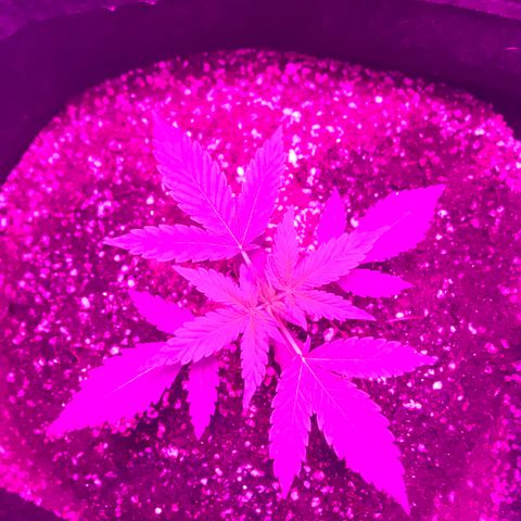 MJ 1702 growlog timeline photo