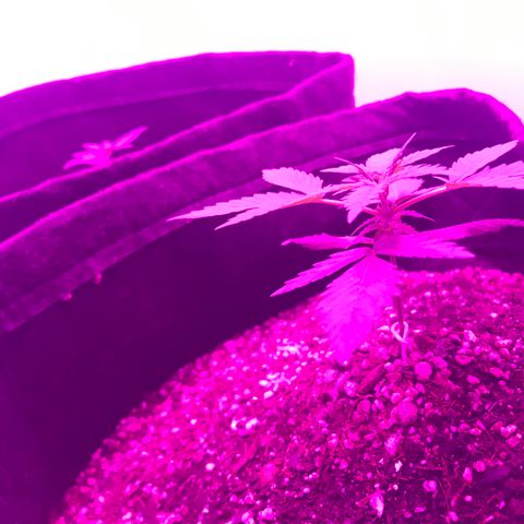 MJ 1702 growlog timeline photo