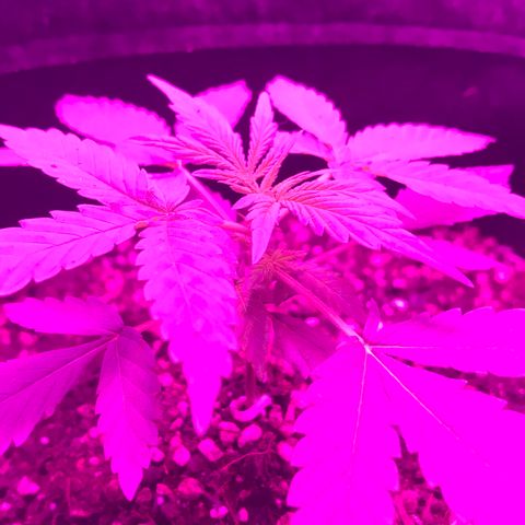 MJ 1702 growlog timeline photo