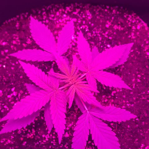 MJ 1702 growlog timeline photo