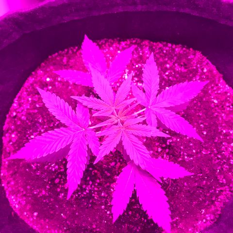 MJ 1702 growlog timeline photo
