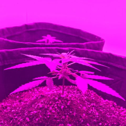 MJ 1702 growlog timeline photo
