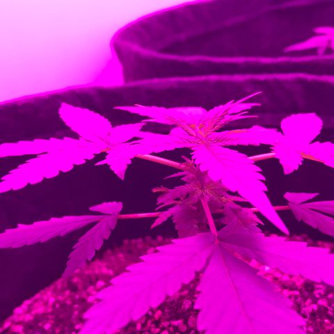 MJ 1702 growlog timeline photo