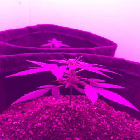 MJ 1702 growlog timeline photo