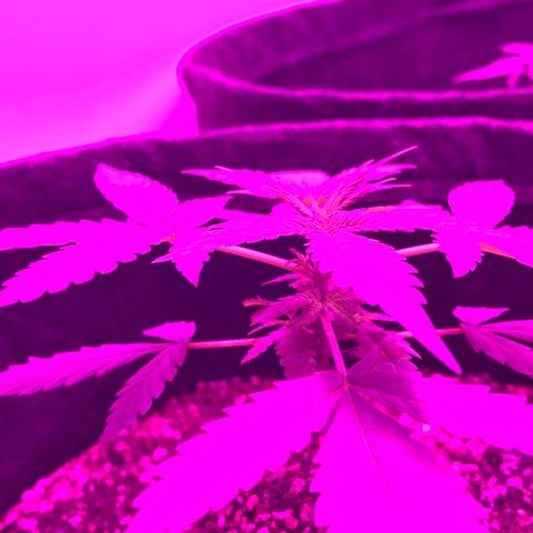 MJ 1702 growlog timeline photo