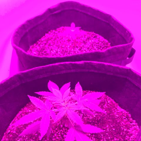 MJ 1702 growlog timeline photo
