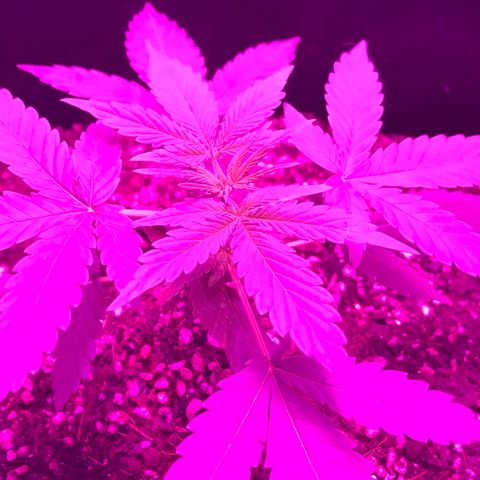 MJ 1702 growlog timeline photo