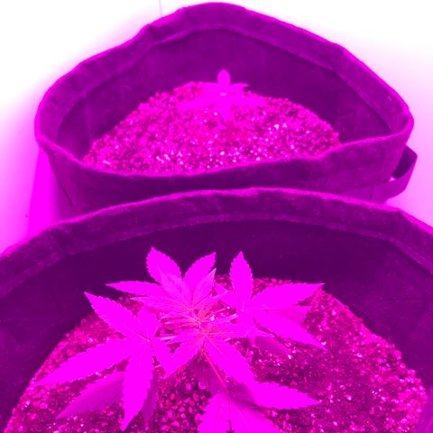 MJ 1702 growlog timeline photo