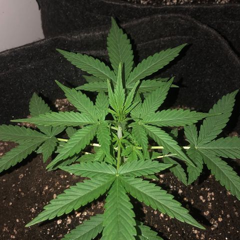 MJ 1702 growlog timeline photo