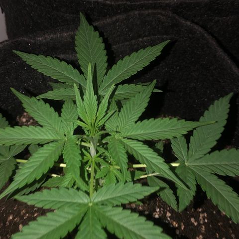 MJ 1702 growlog timeline photo