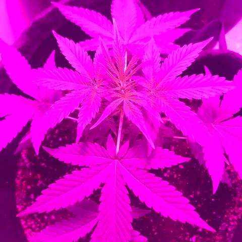 MJ 1702 growlog timeline photo