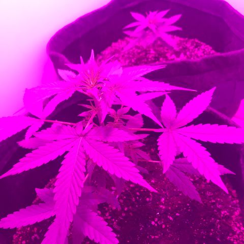 MJ 1702 growlog timeline photo