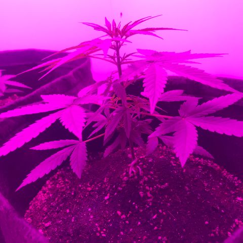 MJ 1702 growlog timeline photo