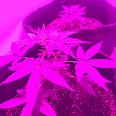 MJ 1702 growlog timeline photo