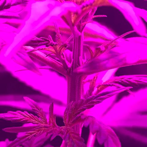 MJ 1702 growlog timeline photo