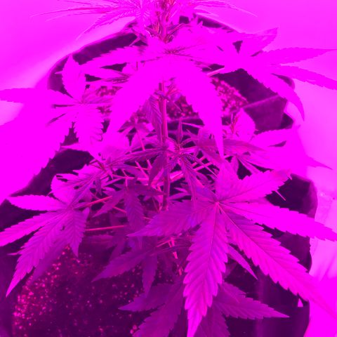 MJ 1702 growlog timeline photo