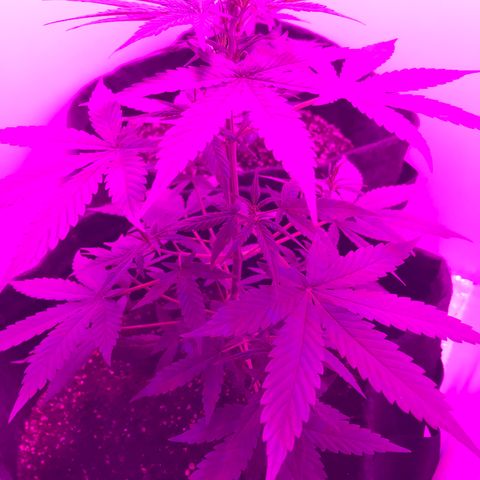 MJ 1702 growlog timeline photo