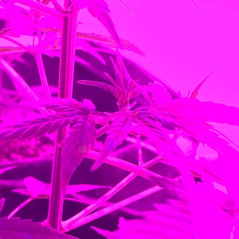 MJ 1702 growlog timeline photo