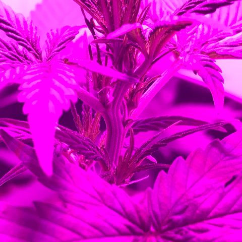 MJ 1702 growlog timeline photo