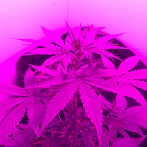 MJ 1702 growlog timeline photo