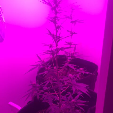 MJ 1702 growlog timeline photo