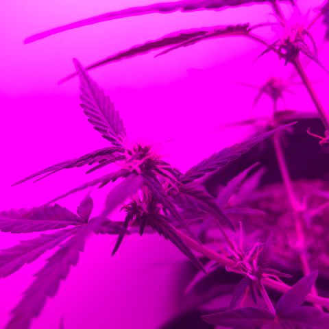 MJ 1702 growlog timeline photo