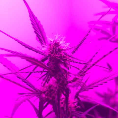 MJ 1702 growlog timeline photo