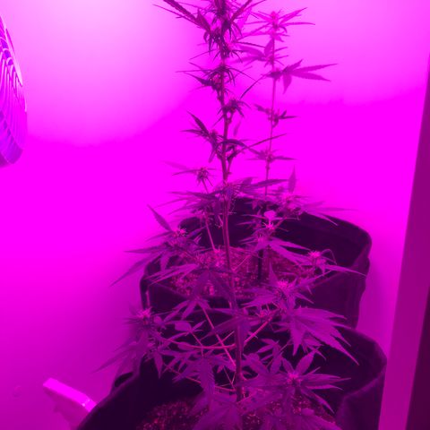 MJ 1702 growlog timeline photo