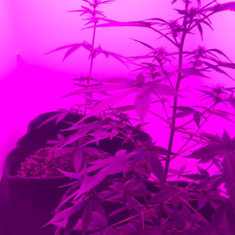 MJ 1702 growlog timeline photo