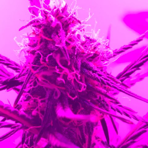 MJ 1702 growlog timeline photo