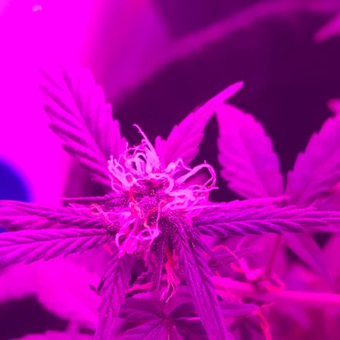 MJ 1702 growlog timeline photo