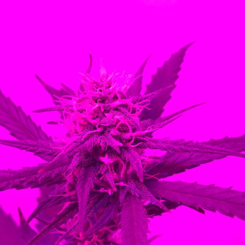 MJ 1702 growlog timeline photo