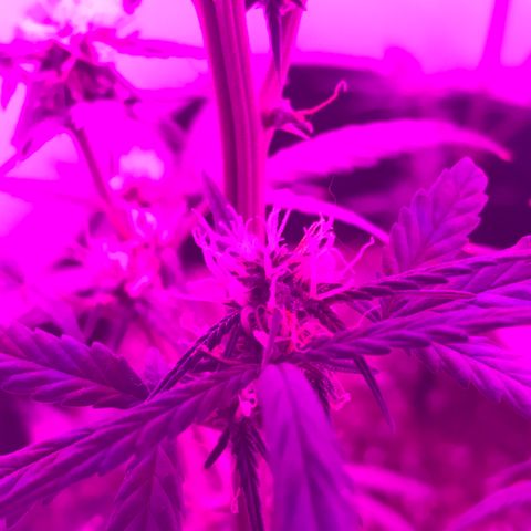 MJ 1702 growlog timeline photo