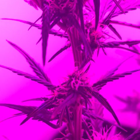 MJ 1702 growlog timeline photo