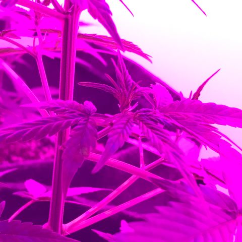 MJ 1702 growlog timeline photo