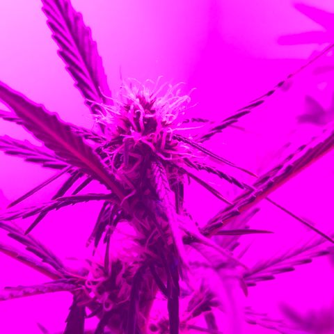 MJ 1702 growlog timeline photo