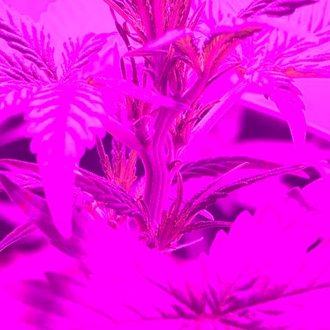 MJ 1702 growlog timeline photo