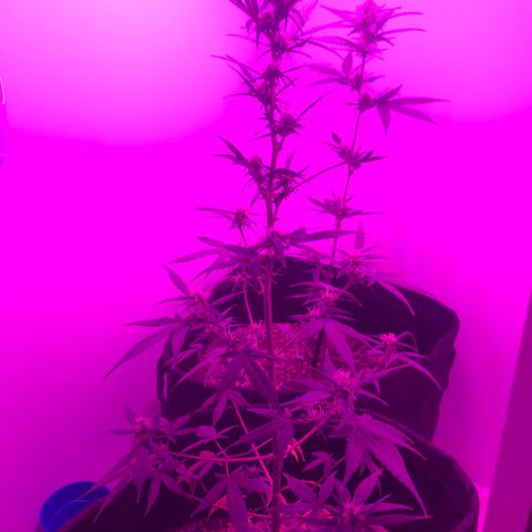 MJ 1702 growlog timeline photo