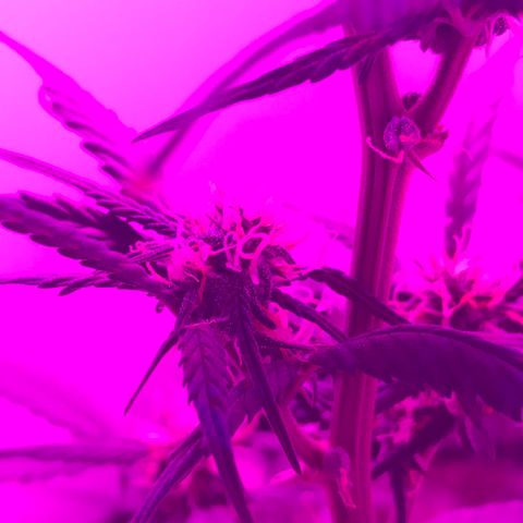 MJ 1702 growlog timeline photo