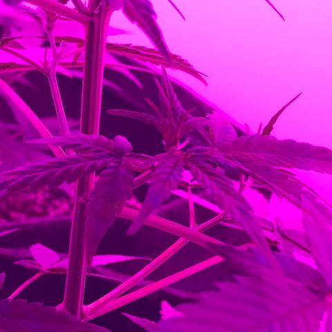 MJ 1702 growlog timeline photo