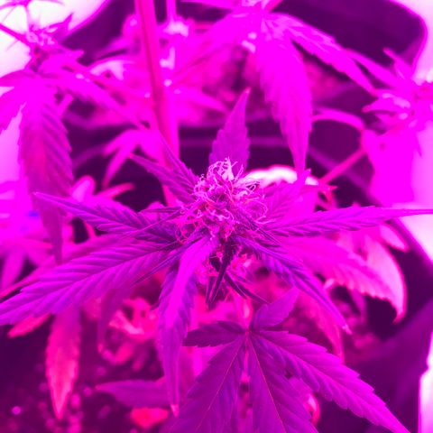 MJ 1702 growlog timeline photo