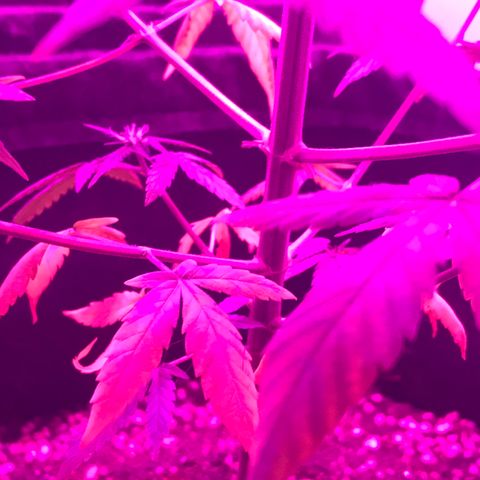 MJ 1702 growlog timeline photo