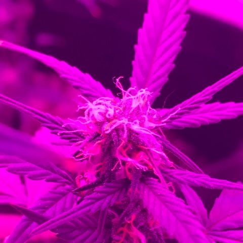 MJ 1702 growlog timeline photo