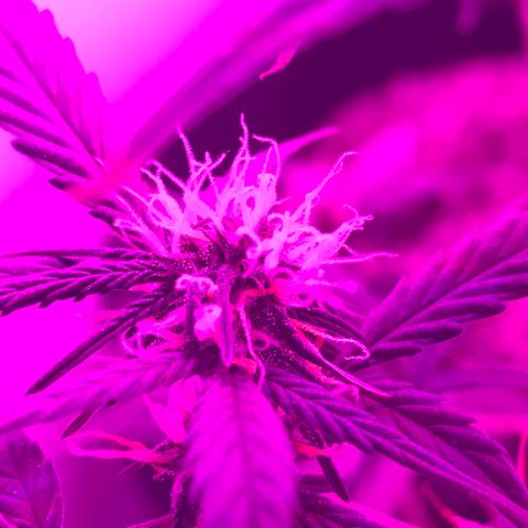 MJ 1702 growlog timeline photo