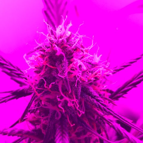MJ 1702 growlog timeline photo