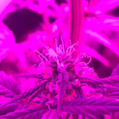 MJ 1702 growlog timeline photo