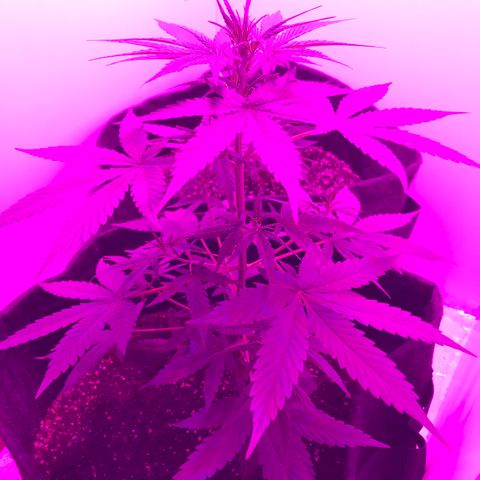 MJ 1702 growlog timeline photo